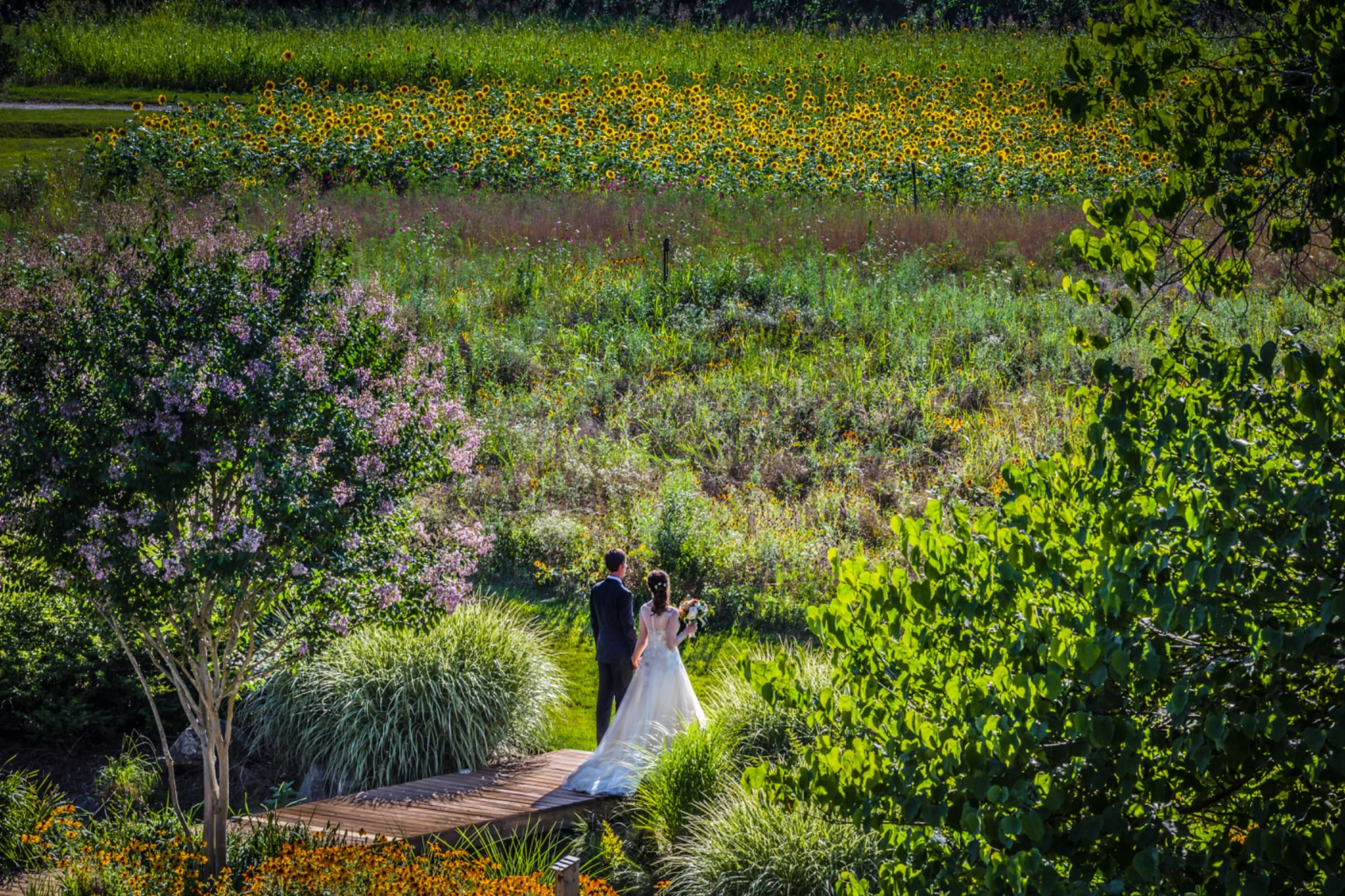 Couple crossing the timber footbridge with a sunflower field beyond — The Arbors wedding venue, Cleveland, North Carolina